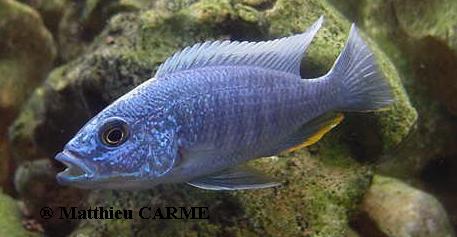 Mâle Sciaenochromis Fryeri